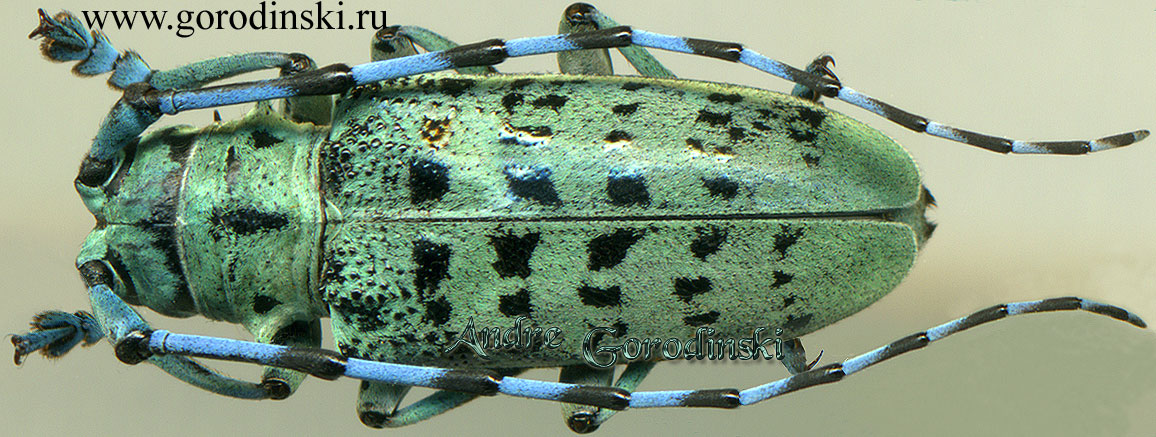 cerambyx/Anoplophora beryllina s.str..jpg